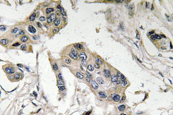 a04535 fut4 primary antibodies ihc testing 1