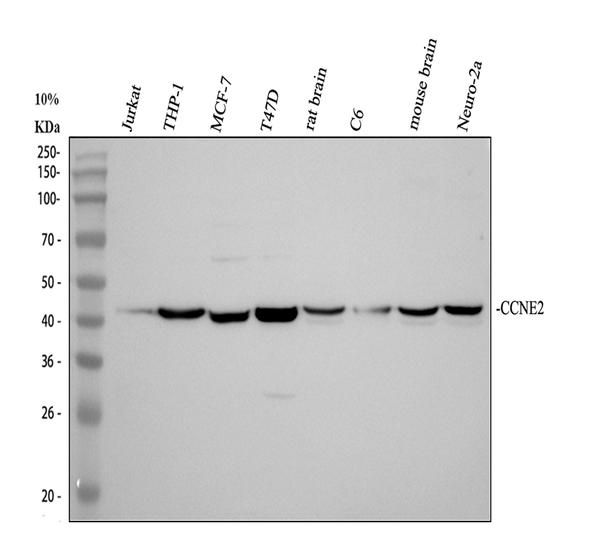 a04536 3 ccne2 primary antibodies wb testing 1