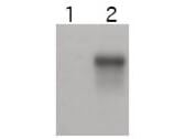 Western blot using Boster's affinity purified anti-Cyclin E2 antibody shows specific detection of Cyclin E2