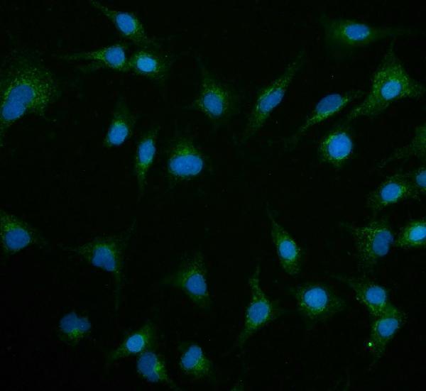  IF analysis of Contactin 1/CNTN1 using anti-Contactin 1/CNTN1 antibody (A04538-2)