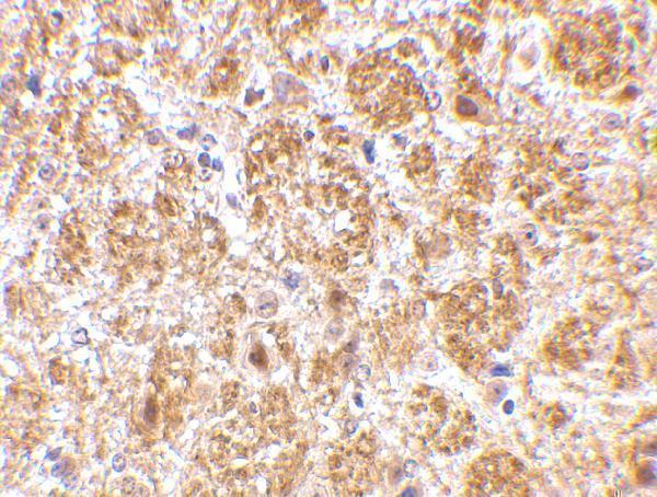 a04540 darc primary antibodies ihc testing 2