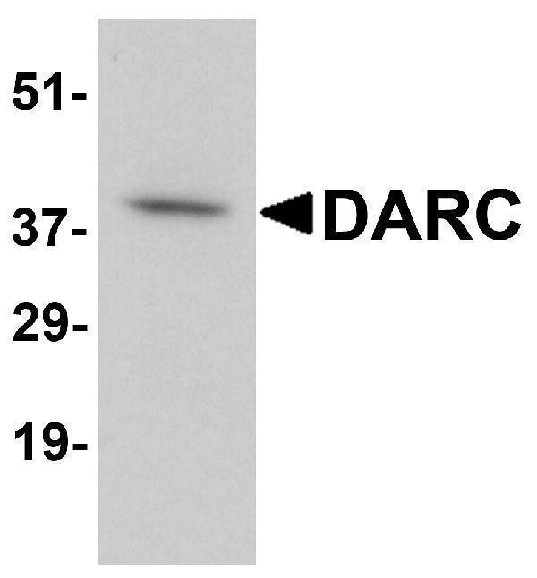 a04540 darc primary antibodies wb testing 1