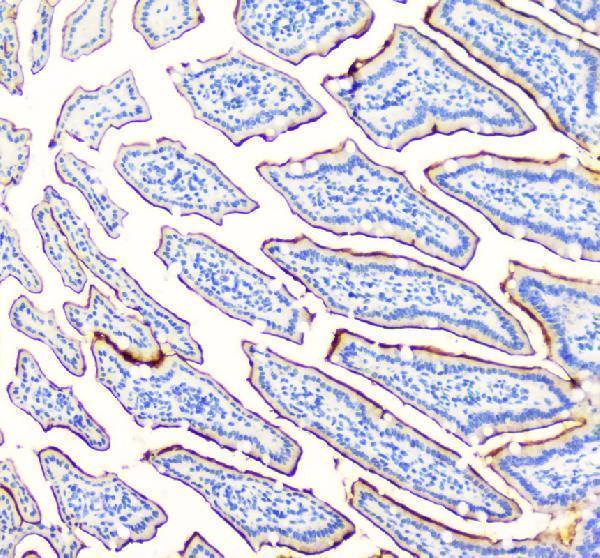  IHC analysis of SI using anti-SI antibody (A04542-1)