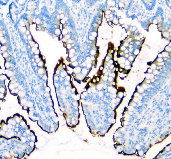  IHC analysis of SI using anti-SI antibody (A04542-1)
