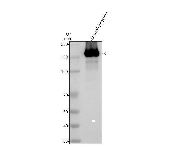  Western blot analysis of SI using anti-SI antibody (A04542-1)