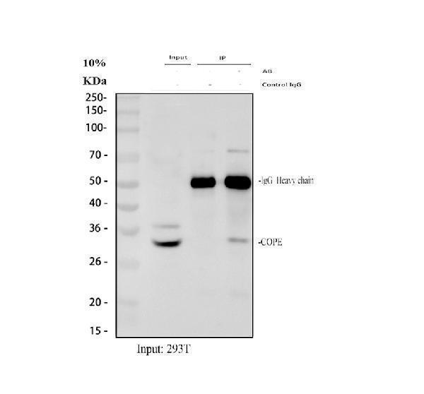 a04544 cope primary antibodies ip testing 1