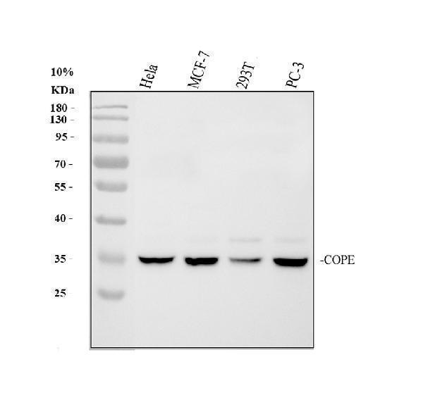 a04544 cope primary antibodies wb testing 1