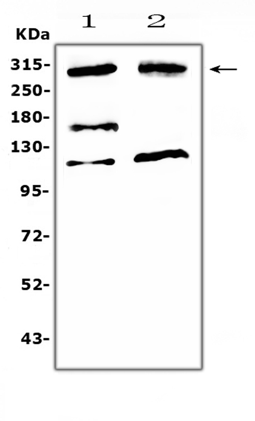 a04545 1 med13 primary antibodies wb testing 1