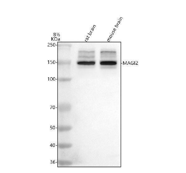 a04546 2 magi2 primary antibodies wb testing 1