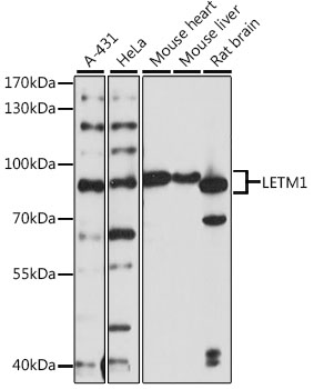 a04547 letm1 primary antiboties wb testing 1