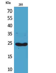 Western Blot analysis of 293 cells using Lymphotactin Polyclonal Antibody