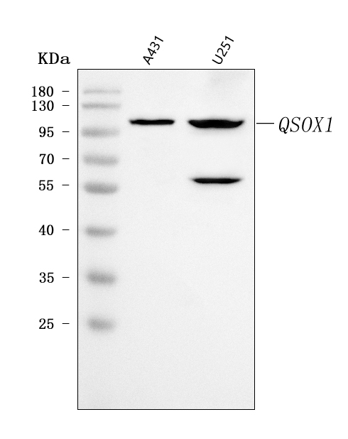  Western blot analysis of Quiescin Q6/QSOX1 using anti-Quiescin Q6/QSOX1 antibody (A04549-1)