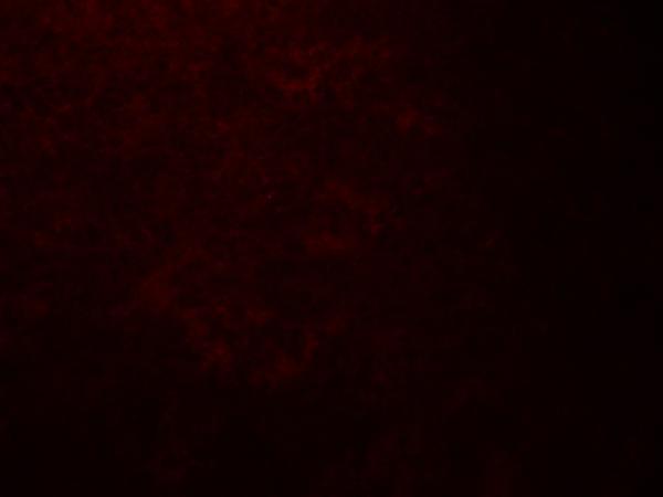 Immunofluorescence of QSOX1 in human spleen tissue with QSOX1 antibody at 20 μg/ml