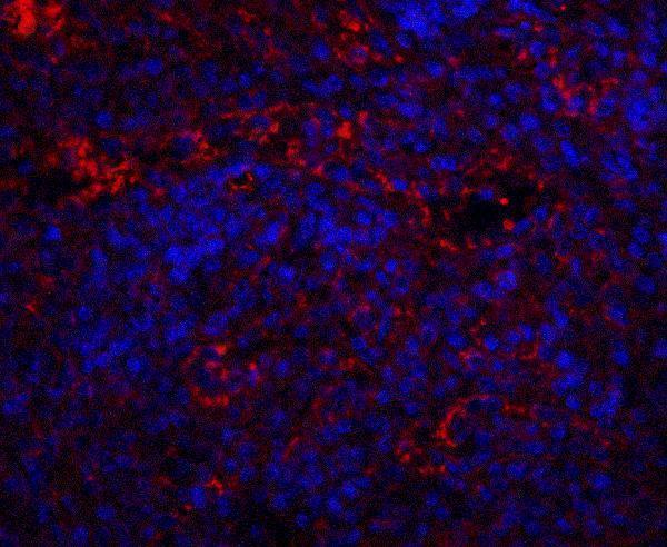 a04549 qsox1 primary antibodies if testing 4