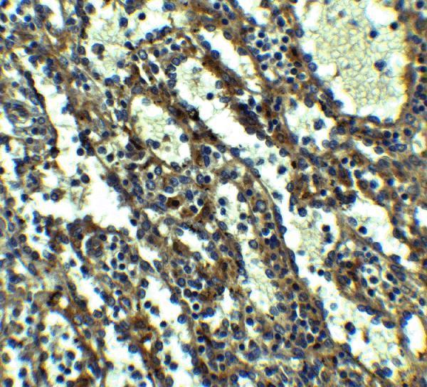 Immunohistochemistry of QSOX1 in human spleen tissue with QSOX1 antibody at 5 μg/mL