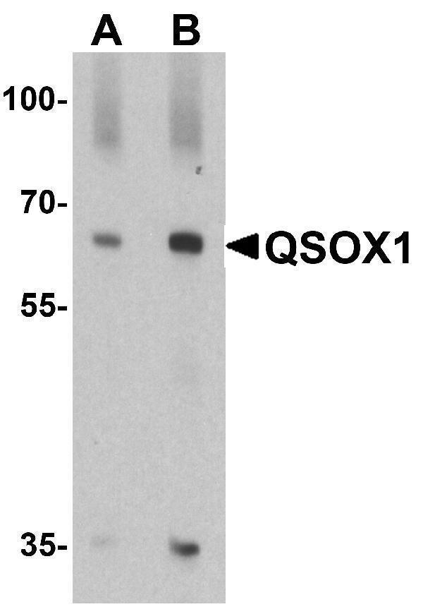 Western blot analysis of QSOX1 in EL4 cell lysate with QSOX1 antibody at (A) 1 and (B) 2 μg/ml