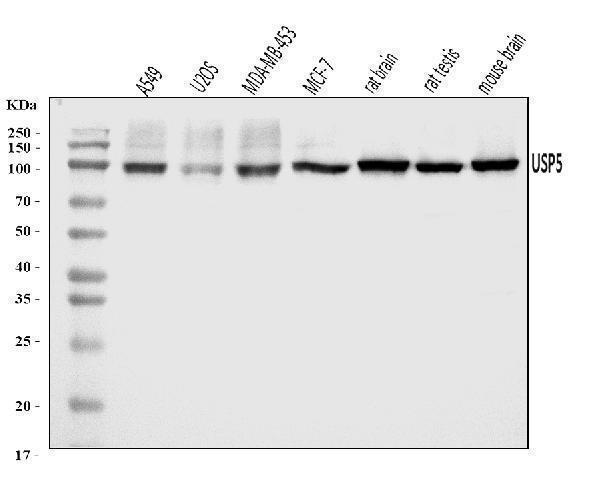  Western blot analysis of USP5 using anti-USP5 antibody (A04550-1)