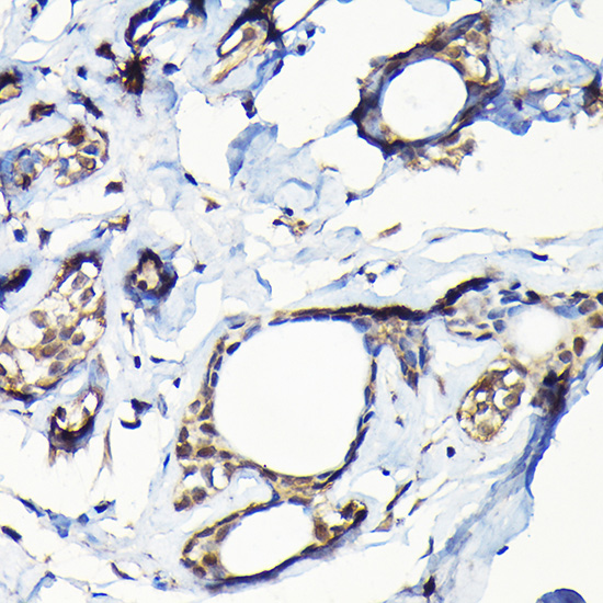 a04550 usp5 primary antiboties ihc testing 4