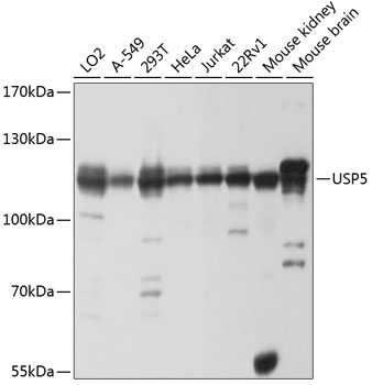 Western blot analysis of extracts of various cell lines, using USP5 antibody  at 1:1000 dilution