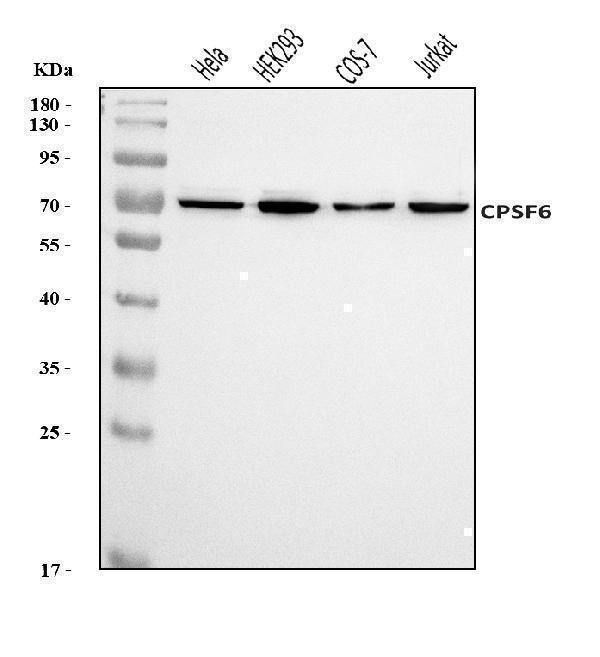  Western blot analysis of CPSF6 using anti-CPSF6 antibody (A04551-1)