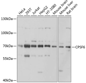 a04551 cpsf6 primary antiboties wb testing 1