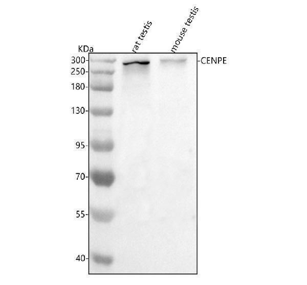  Western blot analysis of Cenpe using anti-Cenpe antibody (A04553-1)