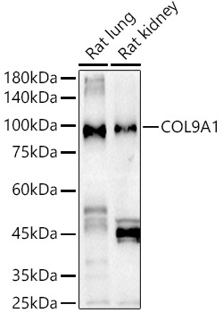 Western blot analysis of extracts of various cell lines, using COL9A1 Rabbit pAb antibody  at 1:1000 dilution