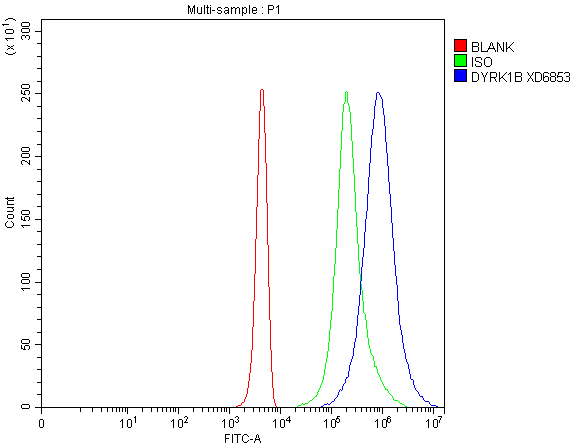 Flow Cytometry analysis of 293T cells using anti-DYRK1B antibody (A04556-1)