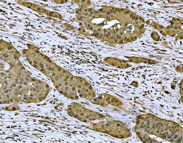 a04557 1 mat2a primary antibodies ihc testing 4