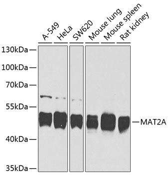 a04557 mat2a primary antiboties wb testing 1