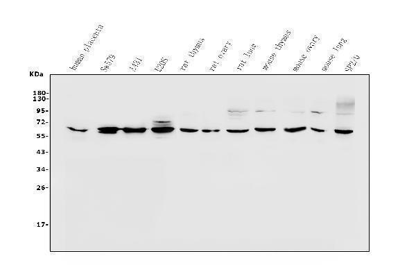 a04559 2 pax1 primary antibodies wb testing 1