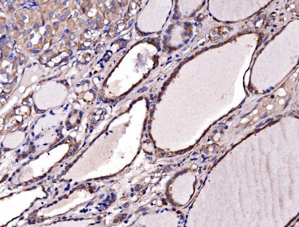 a04560 1 gphn primary antibodies ihc testing 3