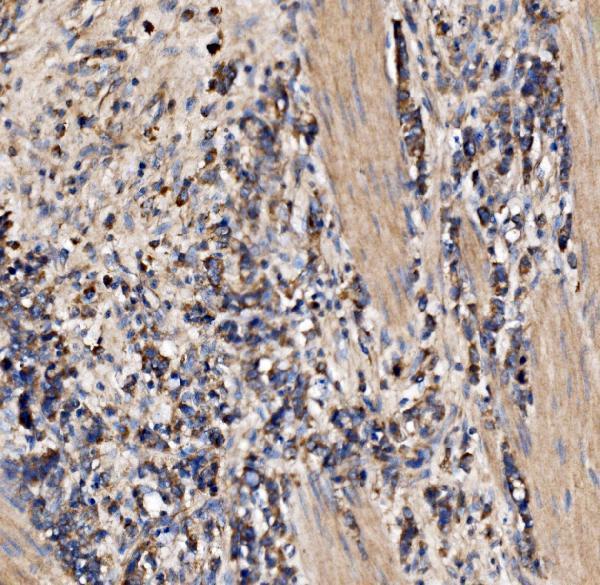 a04560 1 gphn primary antibodies ihc testing 4
