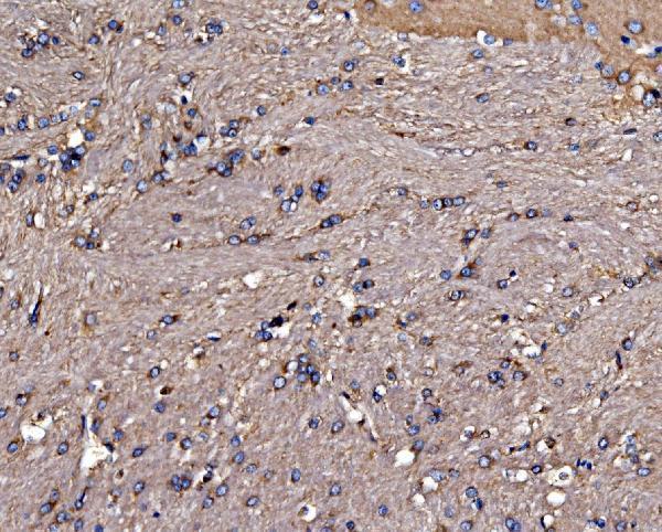 a04560 1 gphn primary antibodies ihc testing 6