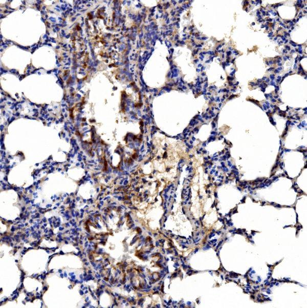 a04560 1 gphn primary antibodies ihc testing 7