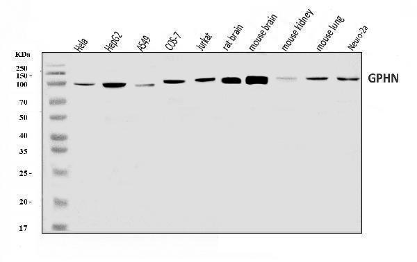 a04560 1 gphn primary antibodies wb testing 1