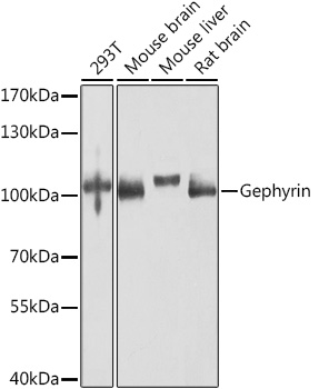 a04560 gphn primary antiboties wb testing 1