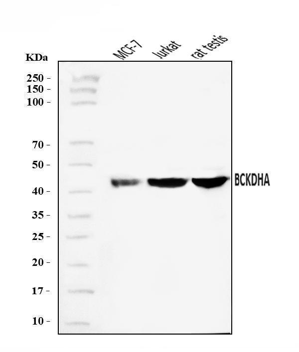  Western blot analysis of BCKDHA using anti-BCKDHA antibody (A04561-1)