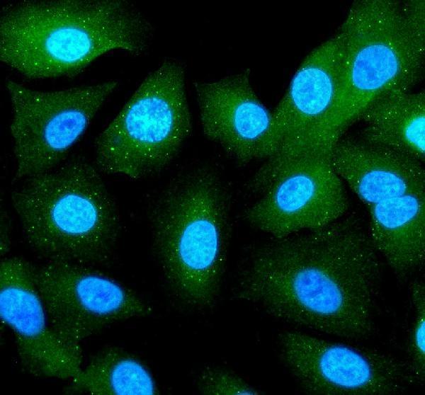 IF analysis of RBCK1 using anti-RBCK1 antibody (A04562-1)
