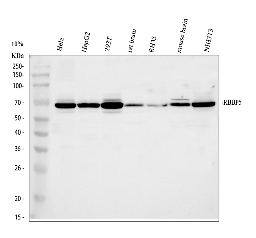 a04563 1 rbbp5 primary antibodies wb testing 1_1
