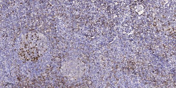 Immunohistochemical analysis of paraffin-embedded human tonsil
