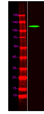 Western Blot analysis of Hela lysis, using primary antibody at 1:1000 dilution