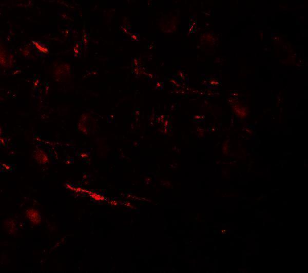Immunofluorescence of COH1 in human brain tissue with COH1 antibody at 20 μg/mL