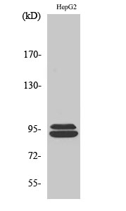 a04567 1 mastl primary antibodyes wb testing 1