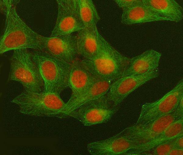 IF analysis of GWL/MASTL using anti-GWL/MASTL antibody (A04567-3) and anti-Tubulin Alpha antibody (M03989-3)