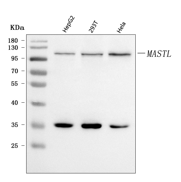  Western blot analysis of GWL/MASTL using anti-GWL/MASTL antibody (A04567-3)