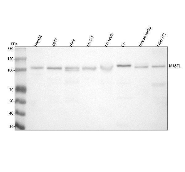  Western blot analysis of MASTL using anti-MASTL antibody (A04567-4)
