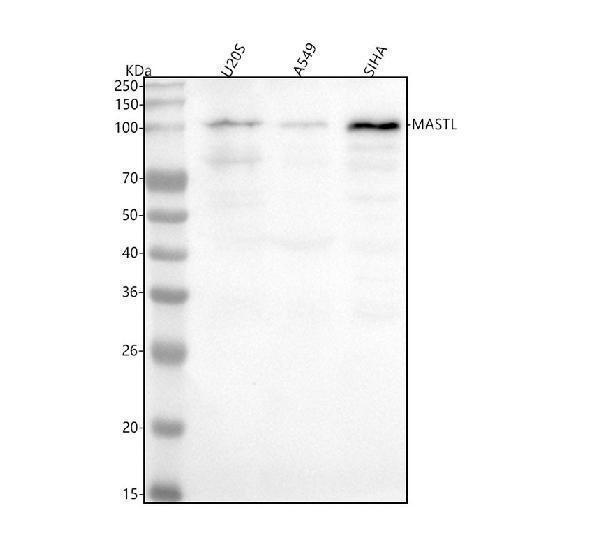  Western blot analysis of MASTL using anti-MASTL antibody (A04567-4)