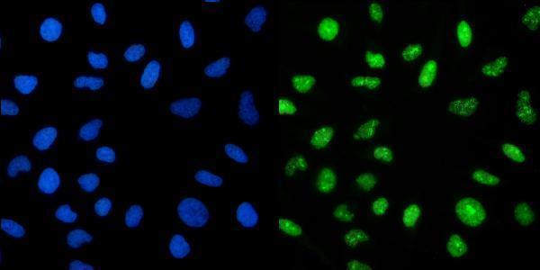 a04568 2 crtc3 primary antibodies if testing 7