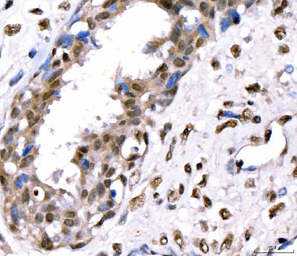 a04568 2 crtc3 primary antibodies ihc testing 4
